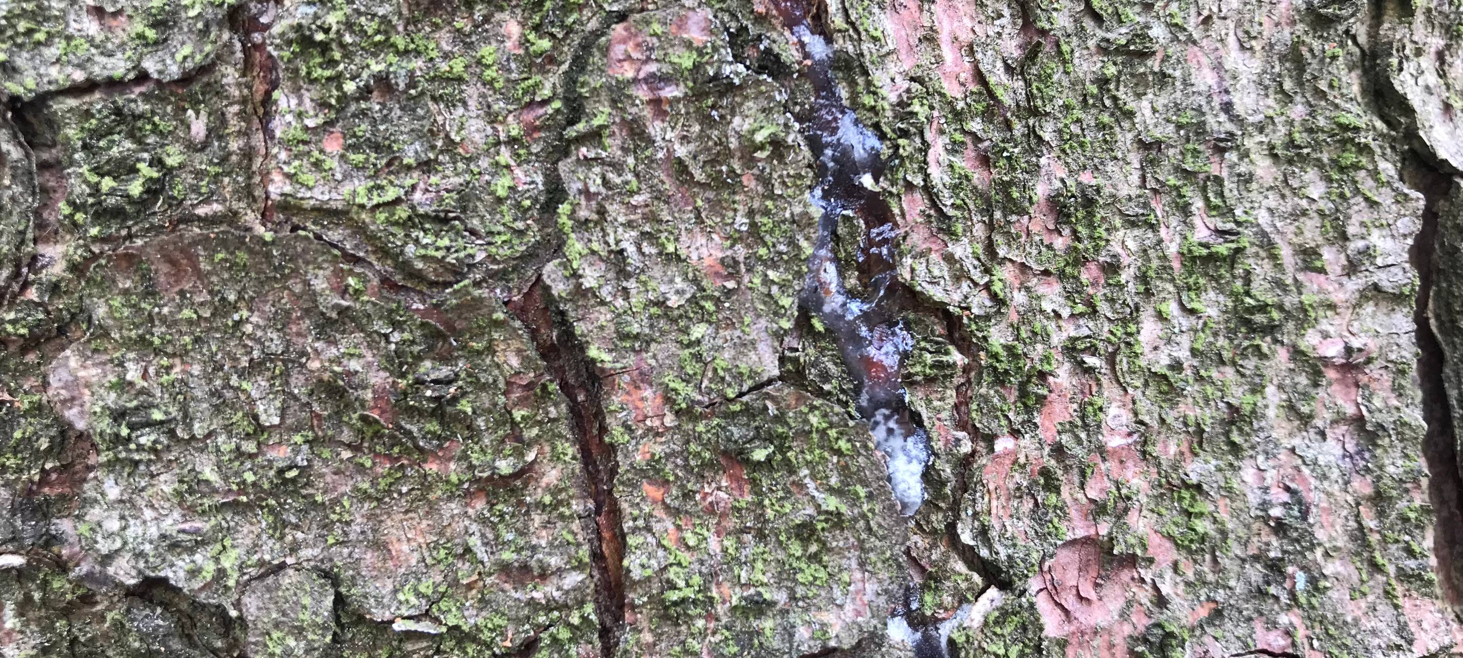 Sind unsere Wälder gefährlich?