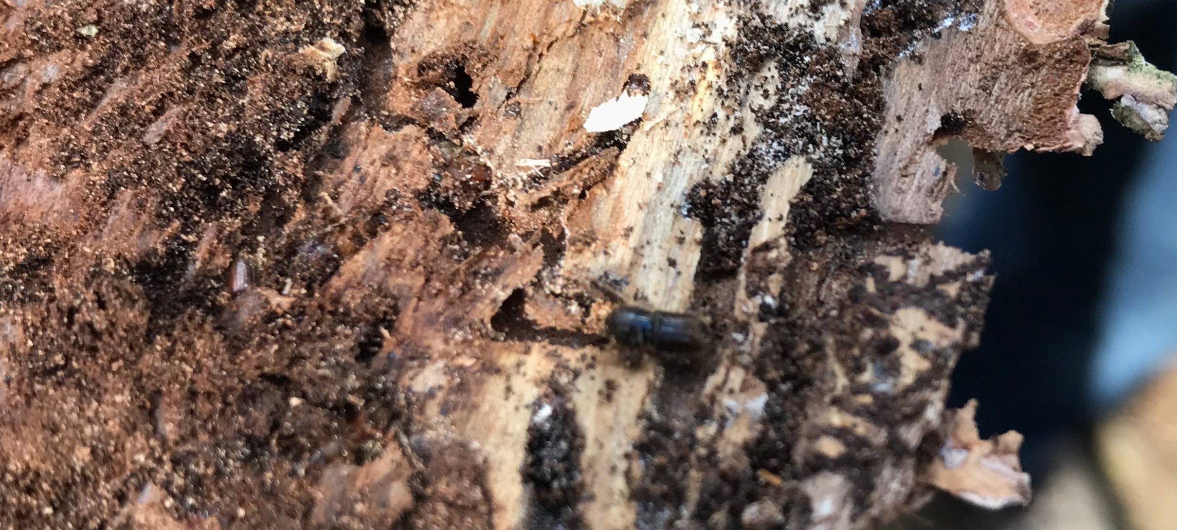 Sind unsere Wälder gefährlich?