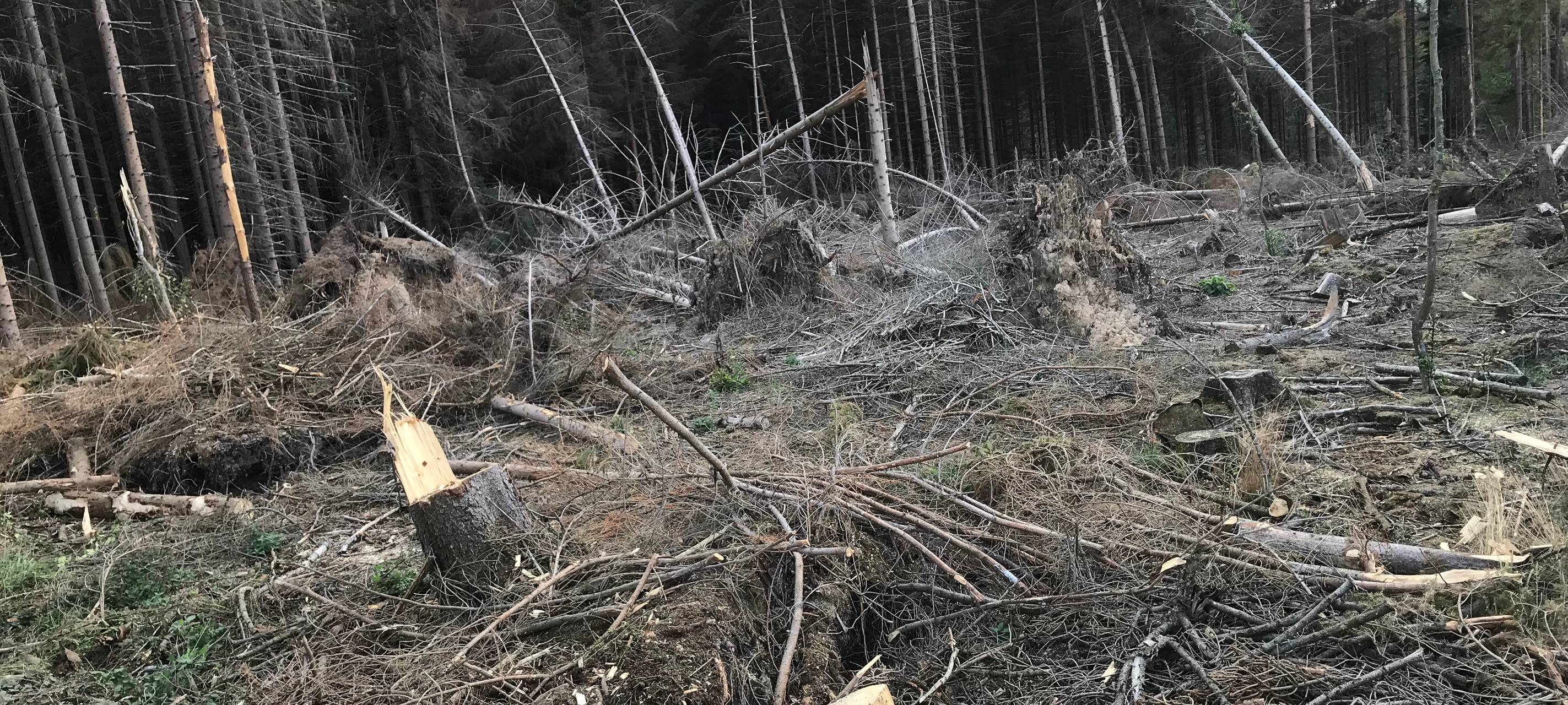 Sind unsere Wälder gefährlich?
