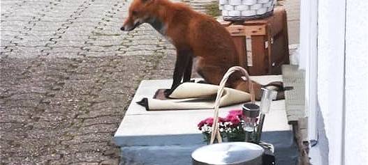 Wenn die Tiere den Wald verlassen