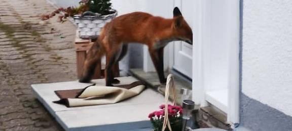 Wenn die Tiere den Wald verlassen