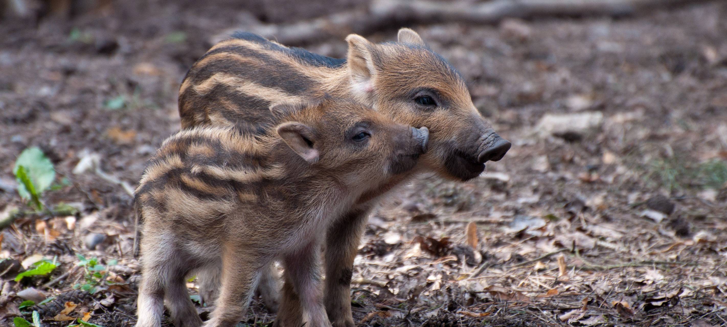 1300 Wildschweine in Oberberg geschossen