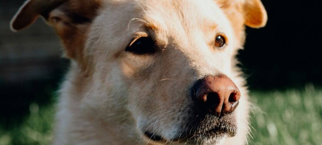 Bergische Tierheime in finanzieller Krise