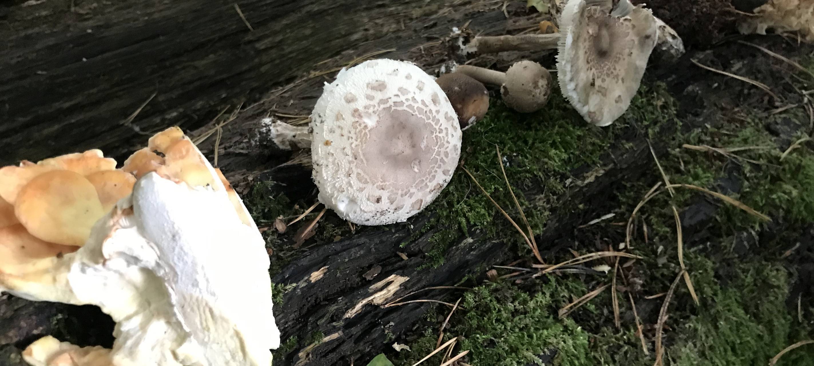 Pilze Bergischer Wald