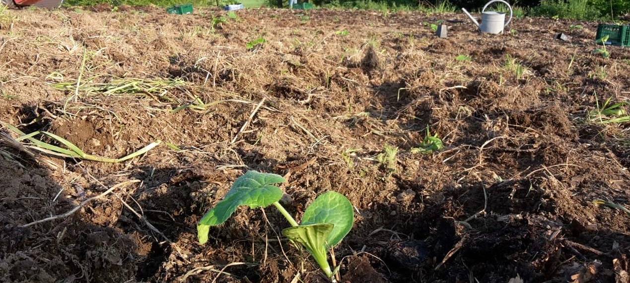 16-Jährige pflanzt und verkauft Kürbisse
