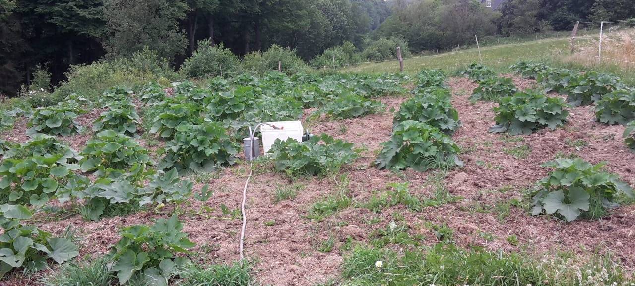 16-Jährige pflanzt und verkauft Kürbisse