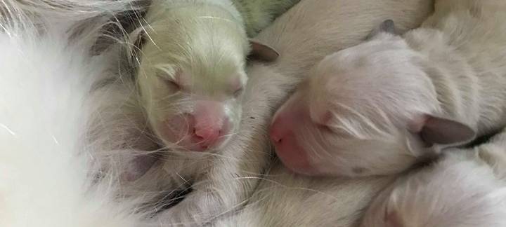 Wermelskirchen: Grüner Golden Retriever Welpe