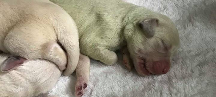 Wermelskirchen: Grüner Golden Retriever Welpe