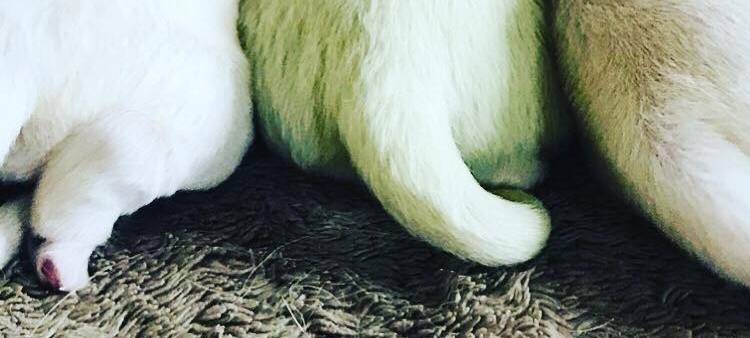 Wermelskirchen: Grüner Golden Retriever Welpe