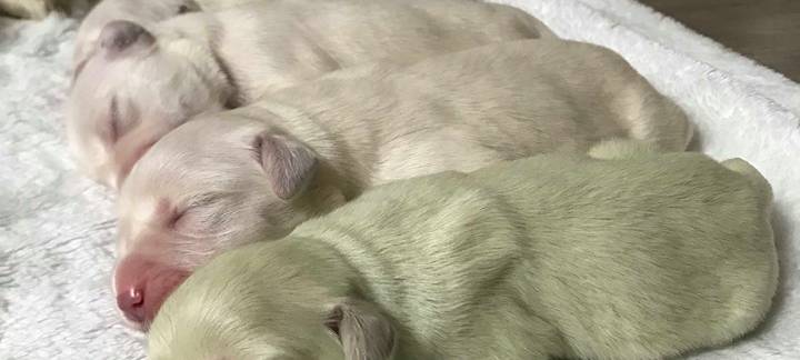 Wermelskirchen: Grüner Golden Retriever Welpe