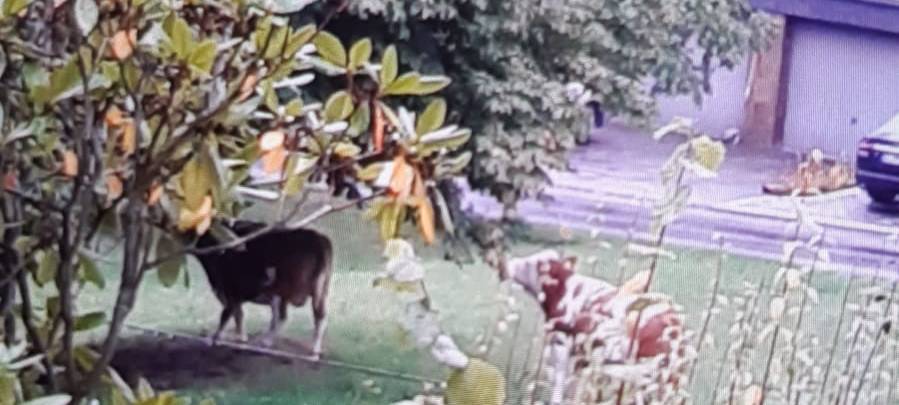 Wenn die Kuh ausbüxt