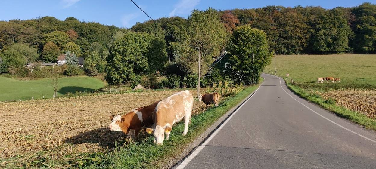 Wenn die Kuh ausbüxt