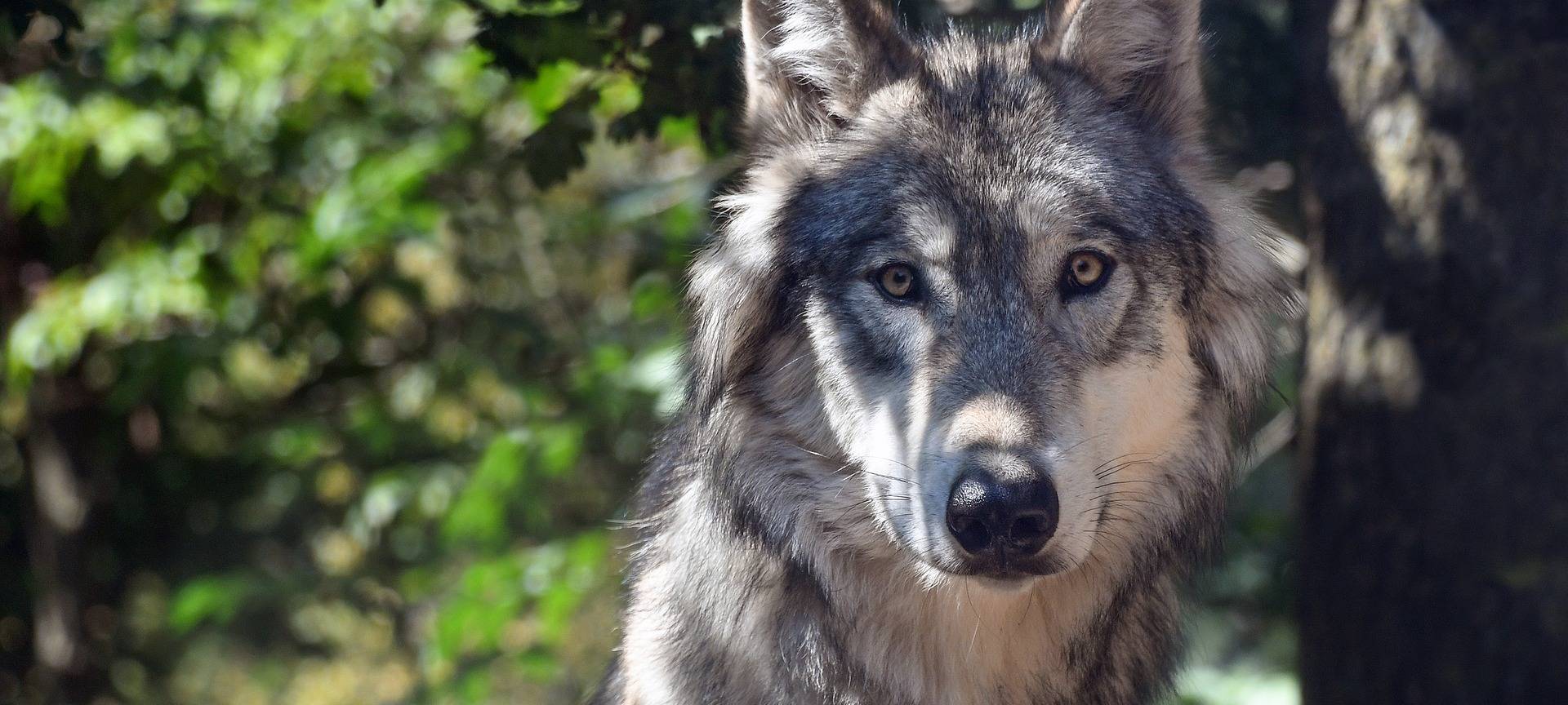NABU und Schafzuchtverband kritisieren Wolf-Beschluss
