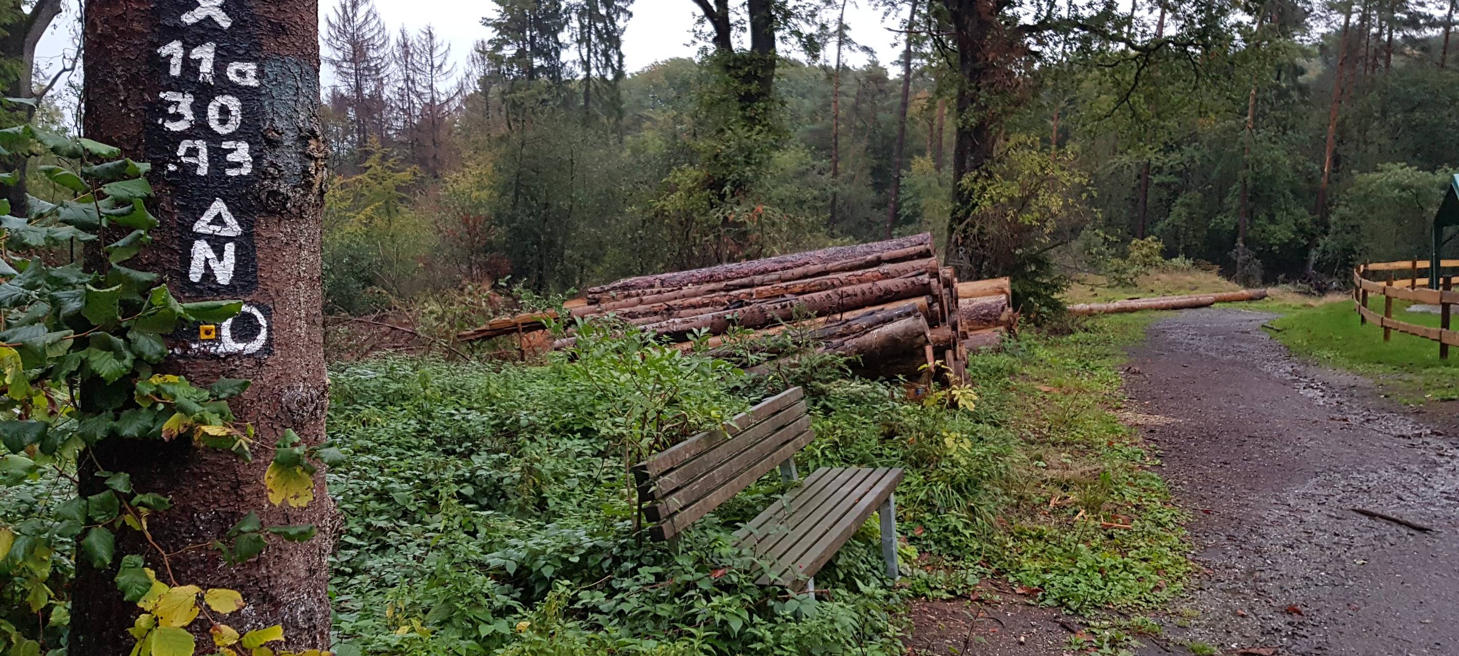 Wald Oberberg