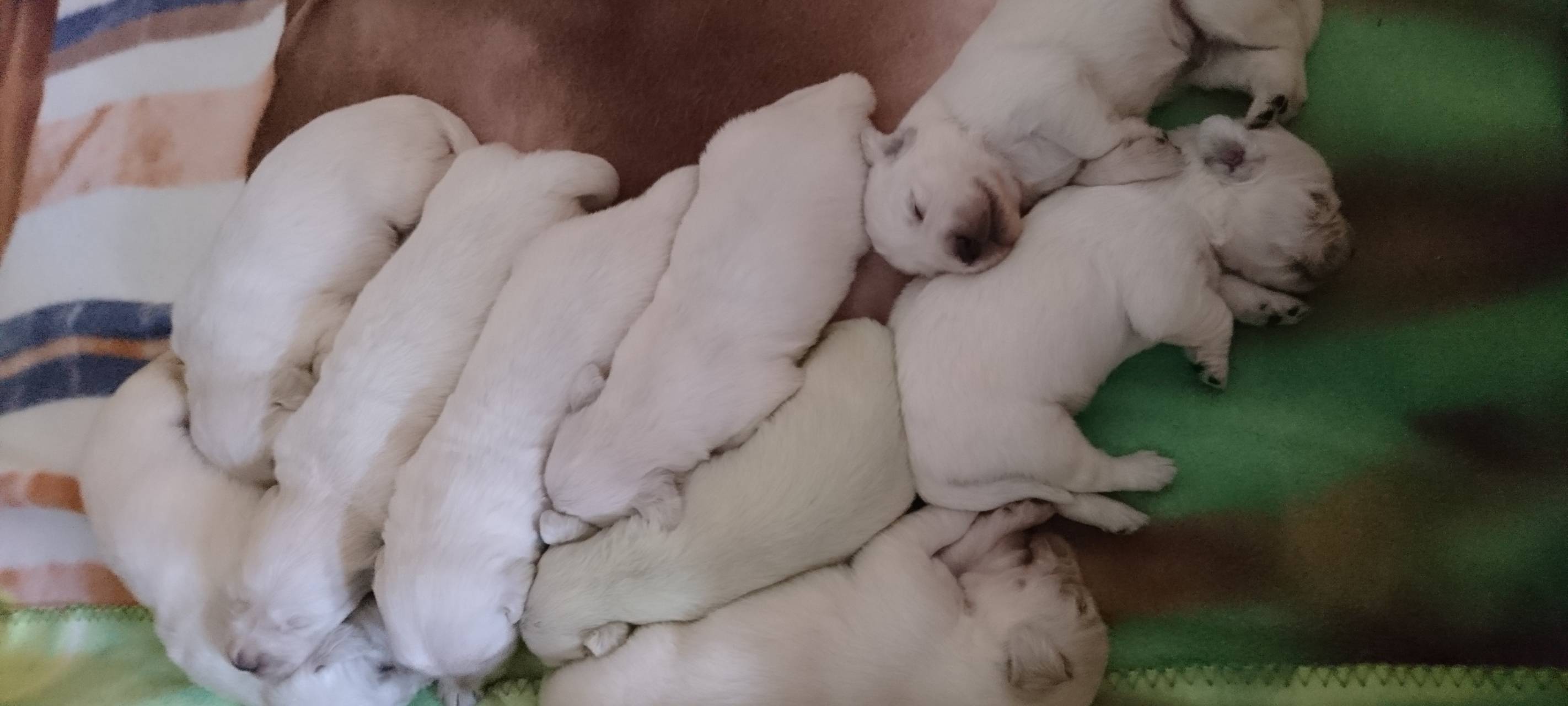 Wermelskirchen: Grüner Golden Retriever Welpe