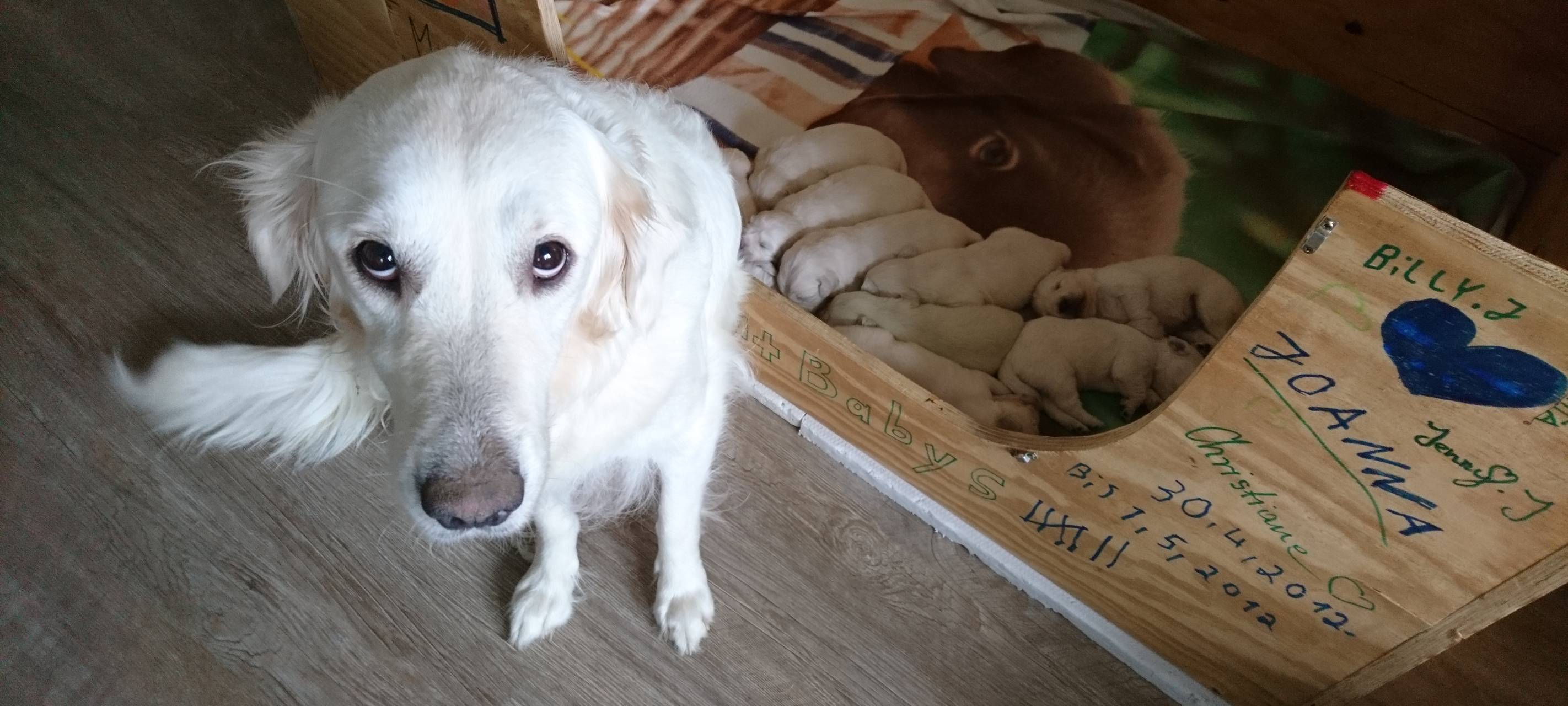 Wermelskirchen: Grüner Golden Retriever Welpe