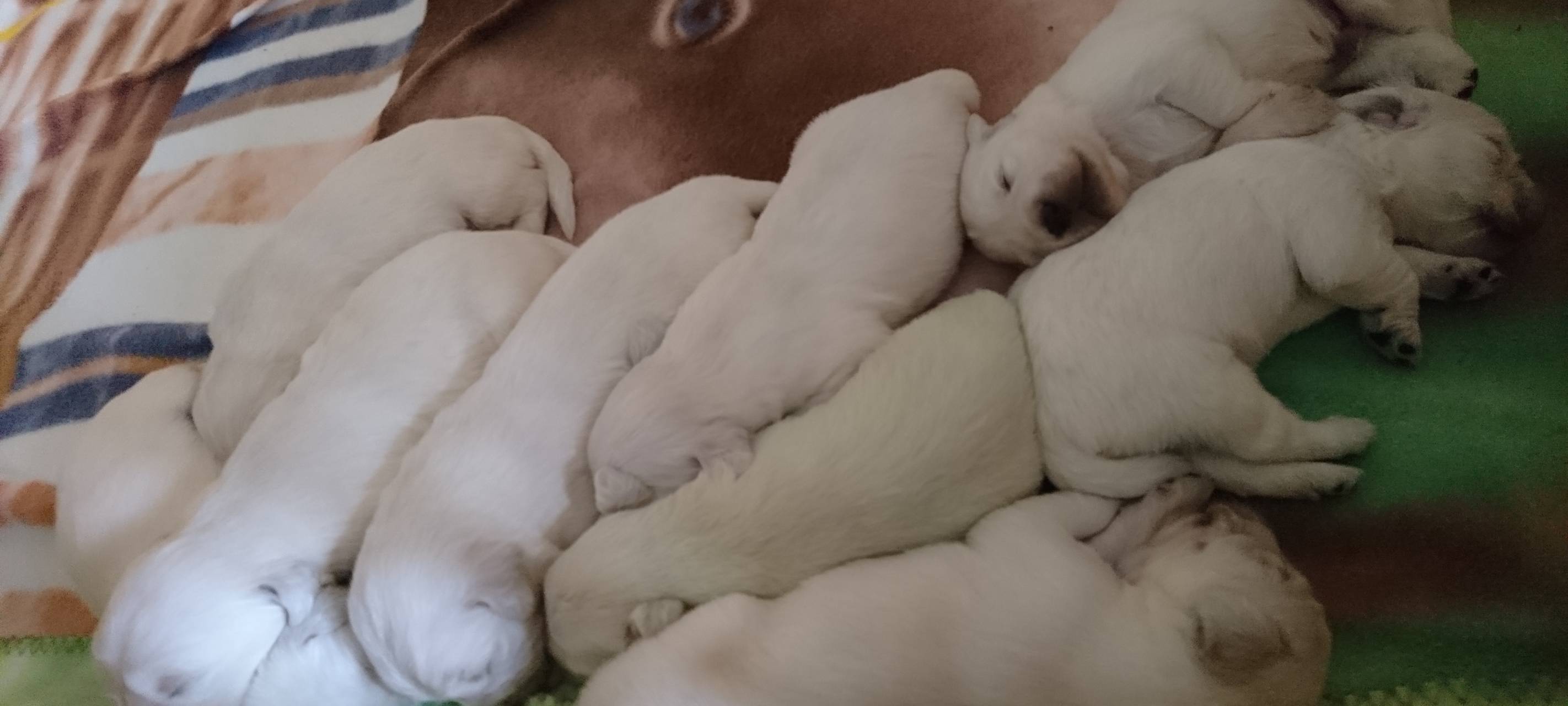 Wermelskirchen: Grüner Golden Retriever Welpe