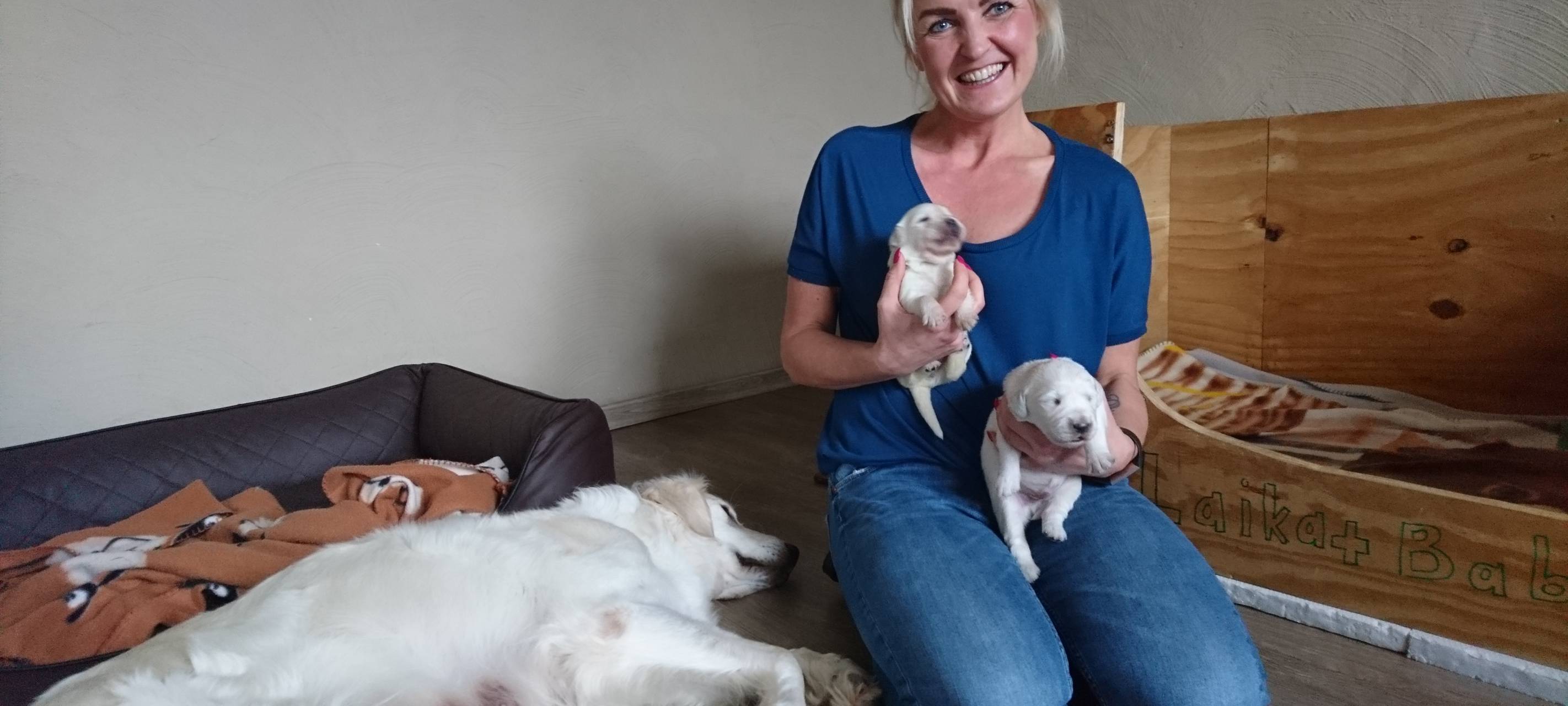 Wermelskirchen: Grüner Golden Retriever Welpe