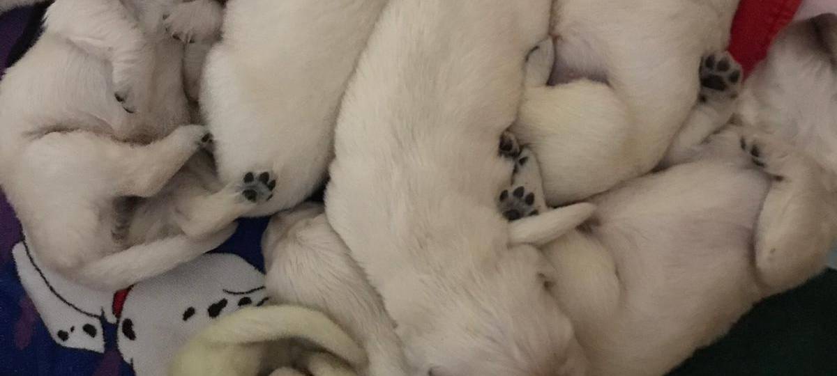 Wermelskirchen: Grüner Golden Retriever Welpe