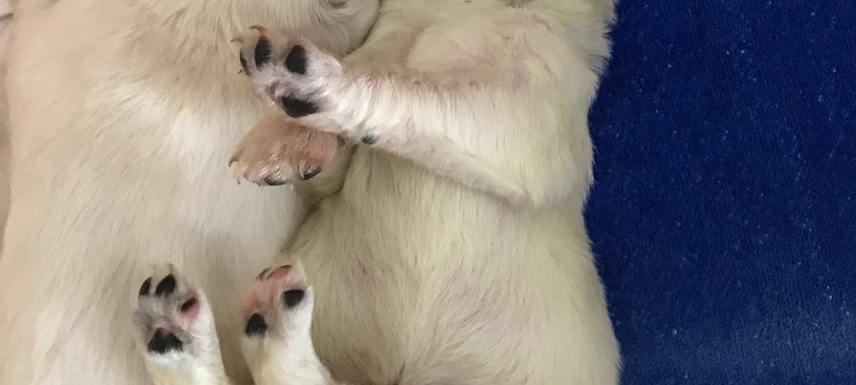 Wermelskirchen: Grüner Golden Retriever Welpe