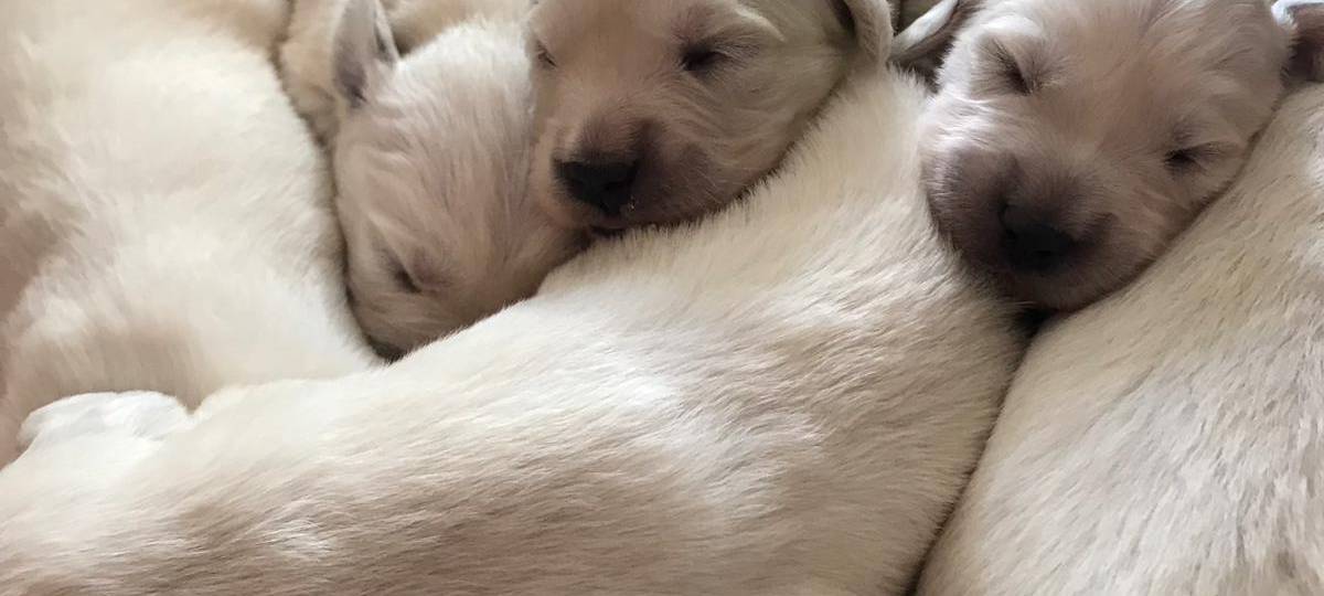 Wermelskirchen: Grüner Golden Retriever Welpe