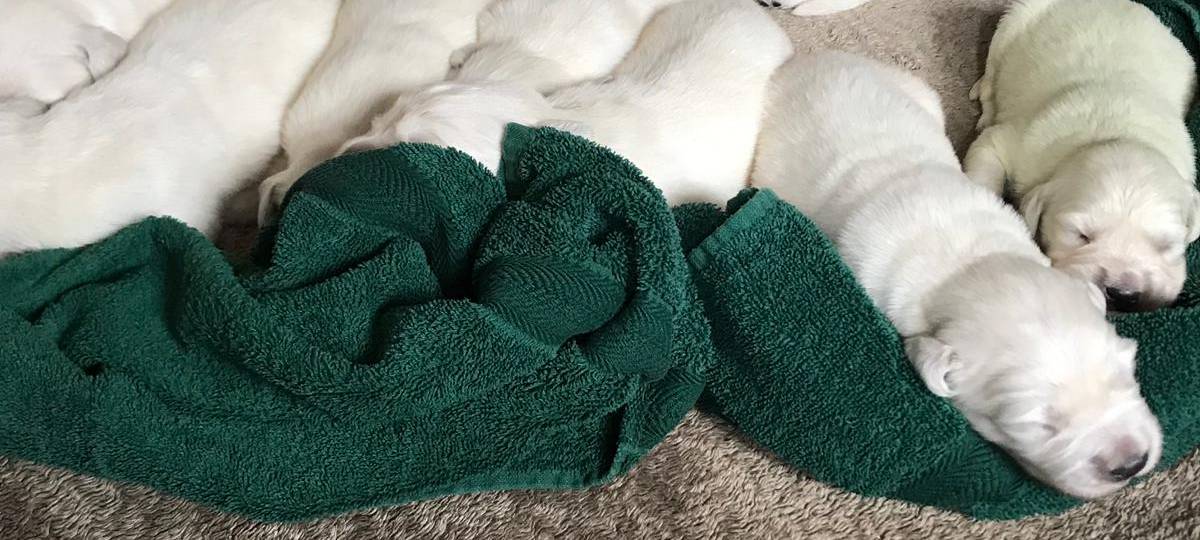 Wermelskirchen: Grüner Golden Retriever Welpe