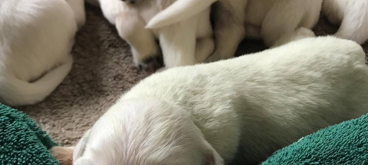 Wermelskirchen: Grüner Golden Retriever Welpe