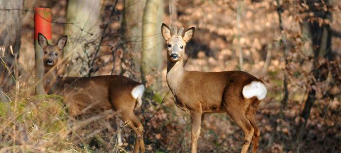 Katja Effey ist ein Mädchen vom Land - eine, die sich auskennt.