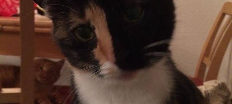 Katze Peppa entlaufen