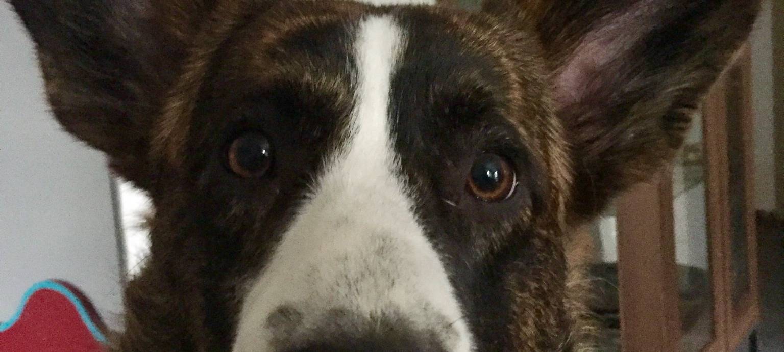 Hund Percy entlaufen