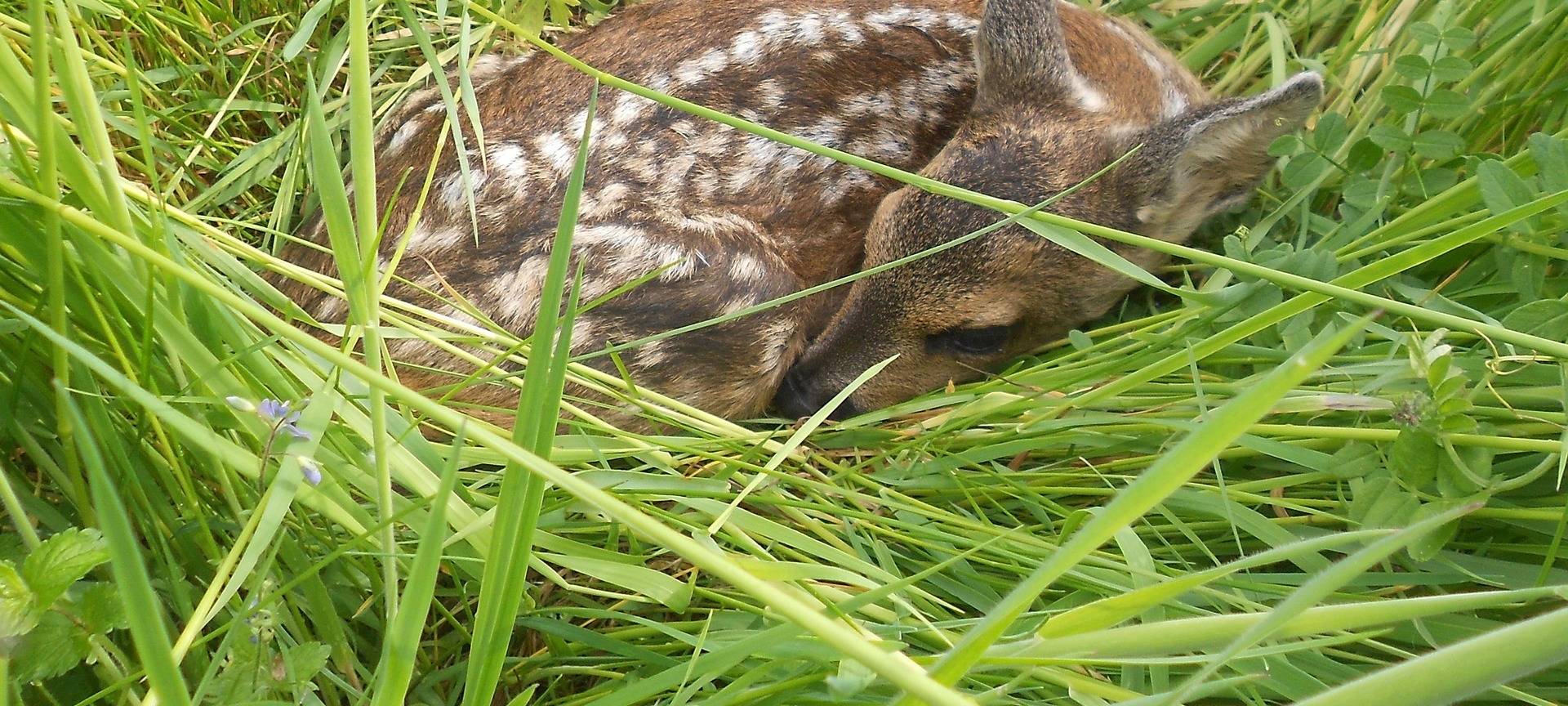 Pilotprojekt zur Kitzrettung läuft gut