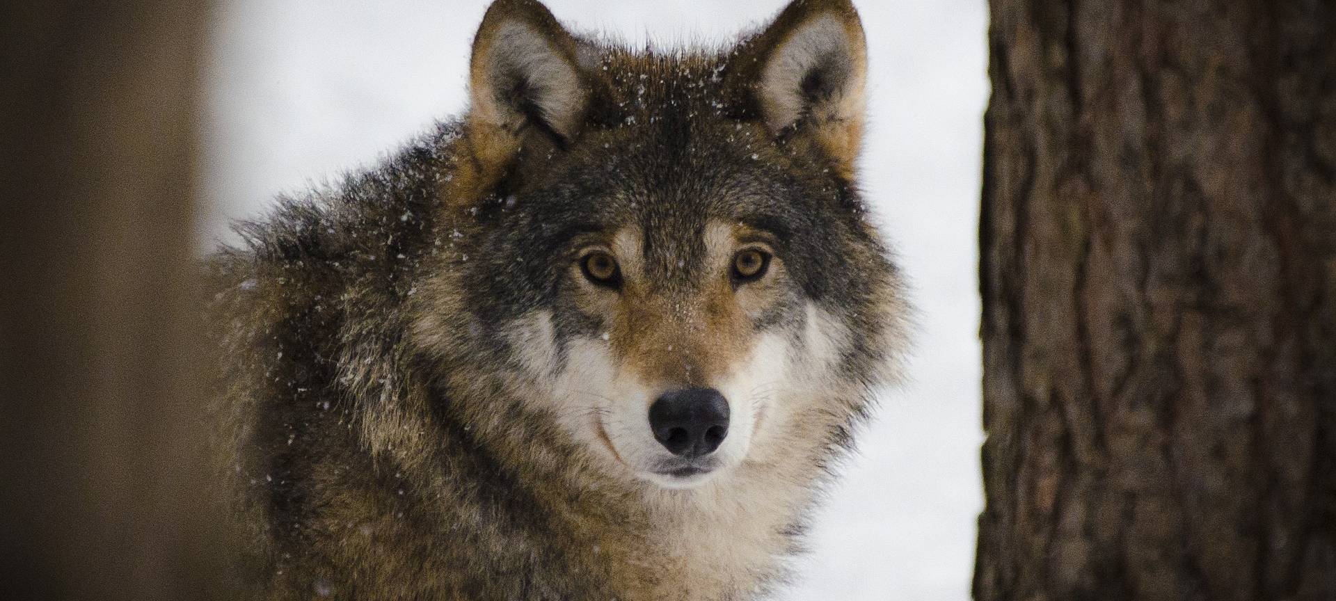 Wolf im Rheinisch-Bergischen identifiziert