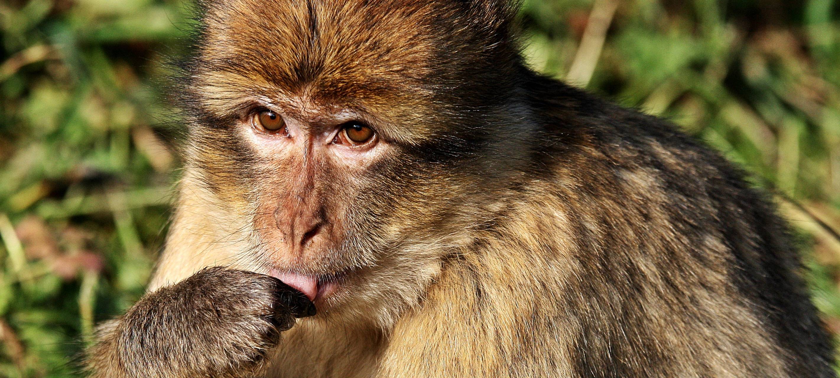 Affen- und Vogelpark bereitet sich auf Wiedereröffnung vor