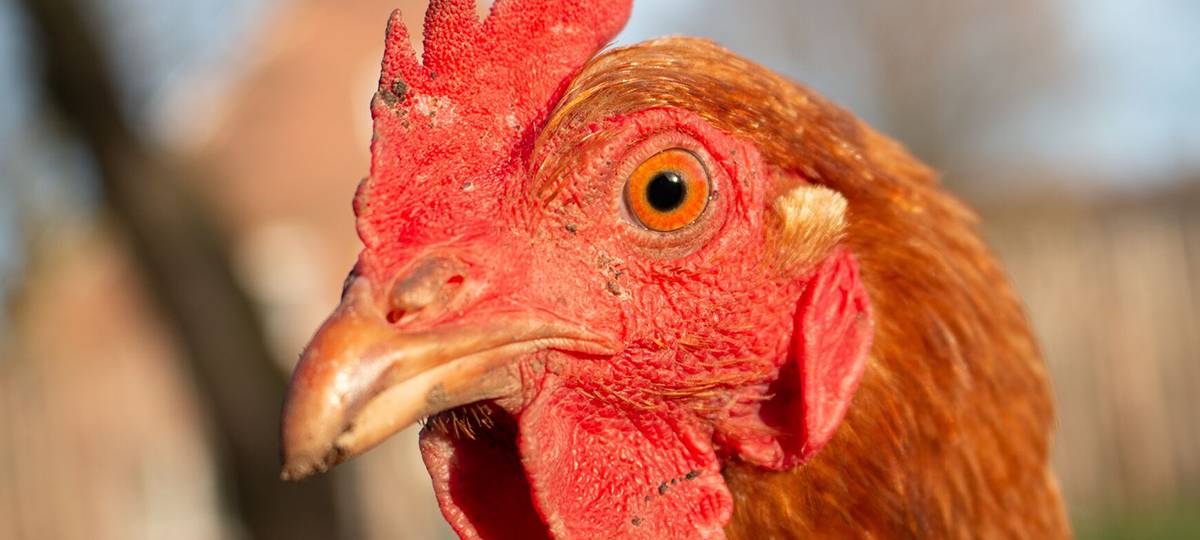 Geflügelpest: Alle Halter müssen mit Kontrollen rechnen