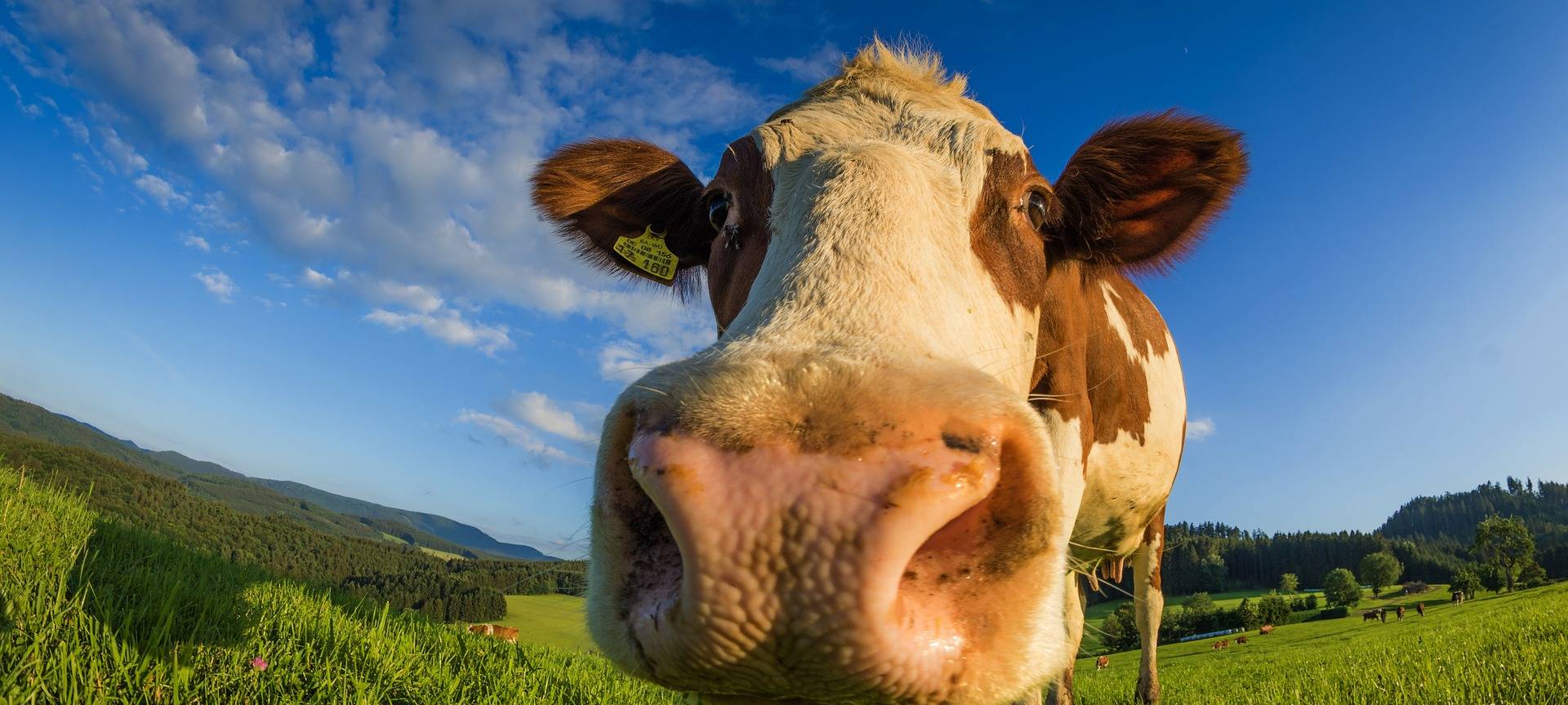 PETA: Anzeige gegen Betrieb in Bergisch Gladbach