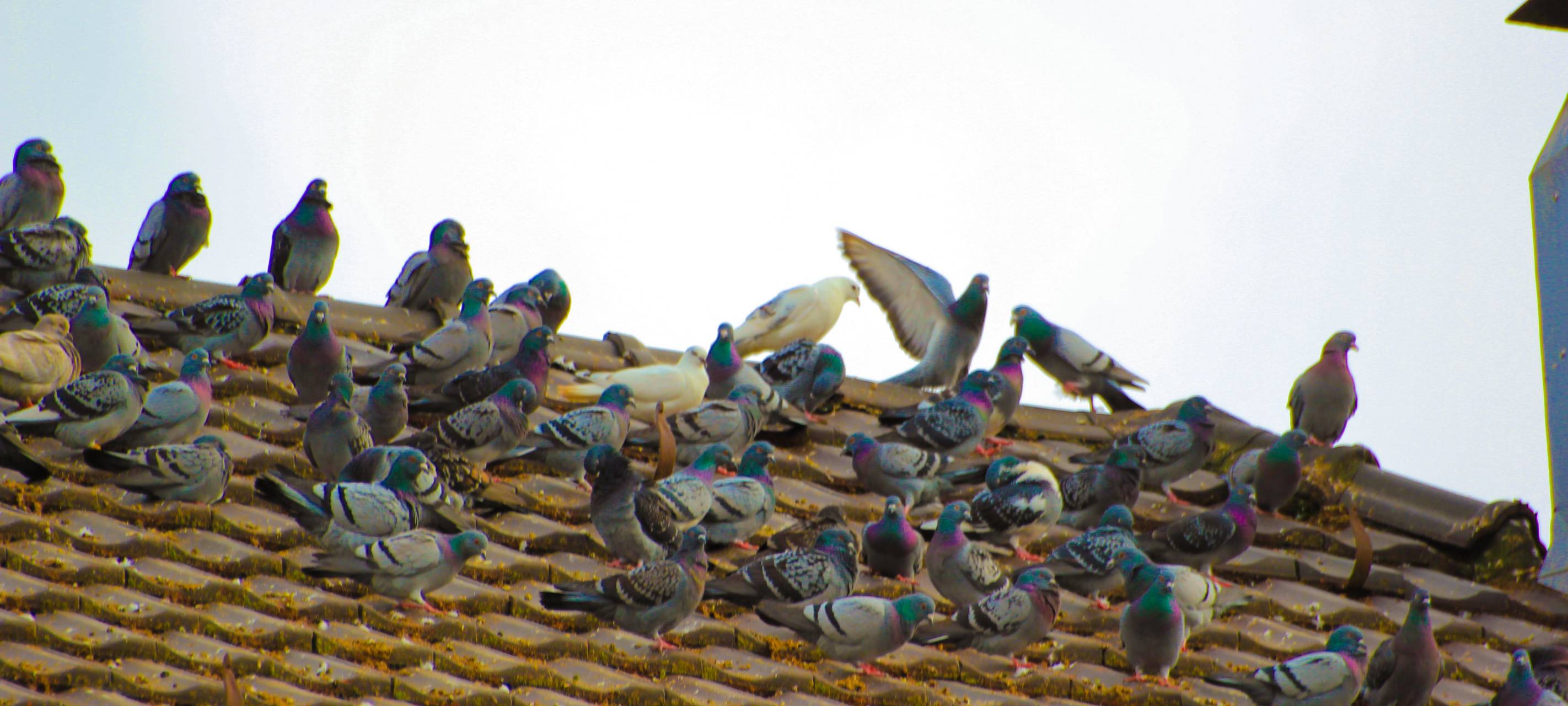 Bussard in der Hand und Tauben auf dem Dach
