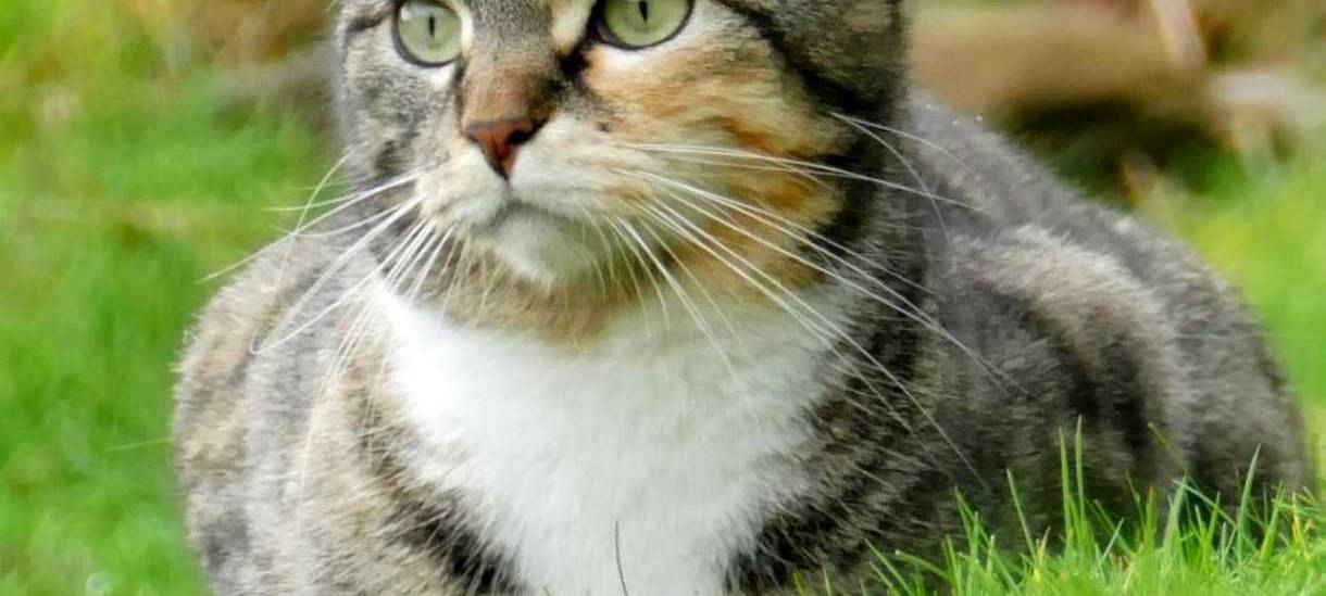Katze entlaufen in Bergisch Gladbach