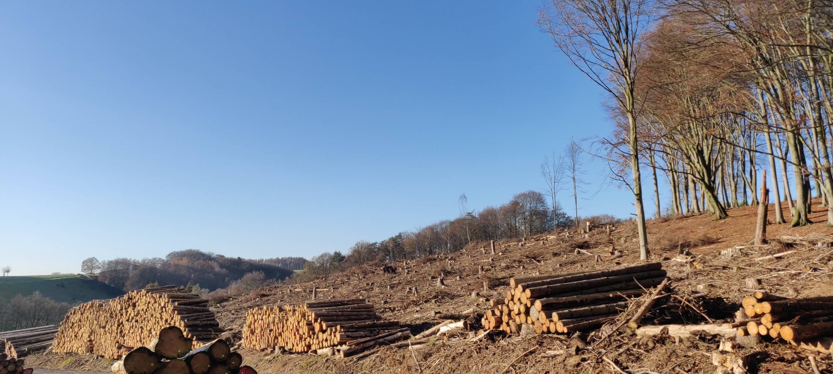 Waldsterben