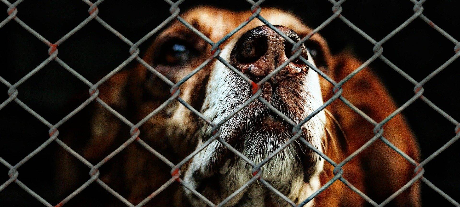 Hilferuf: Lage am Tierheim Wipperfürth spitzt sich zu