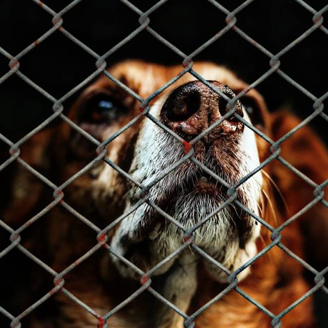 corona auch fur tierheime eine grosse herausforderung radio berg
