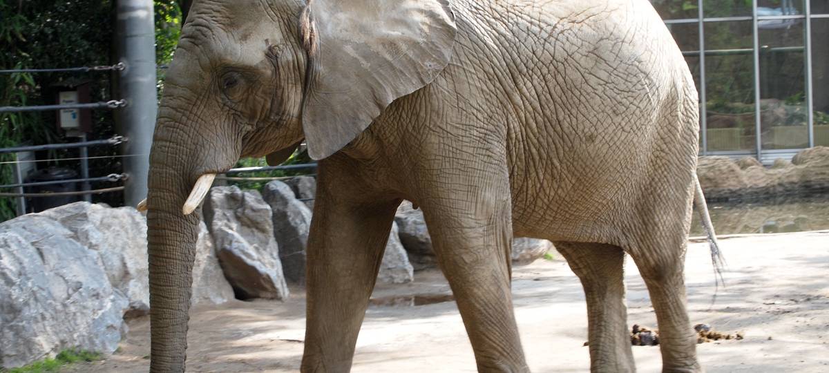 Elefantenkuh im Kölner Zoo eingeschläfert