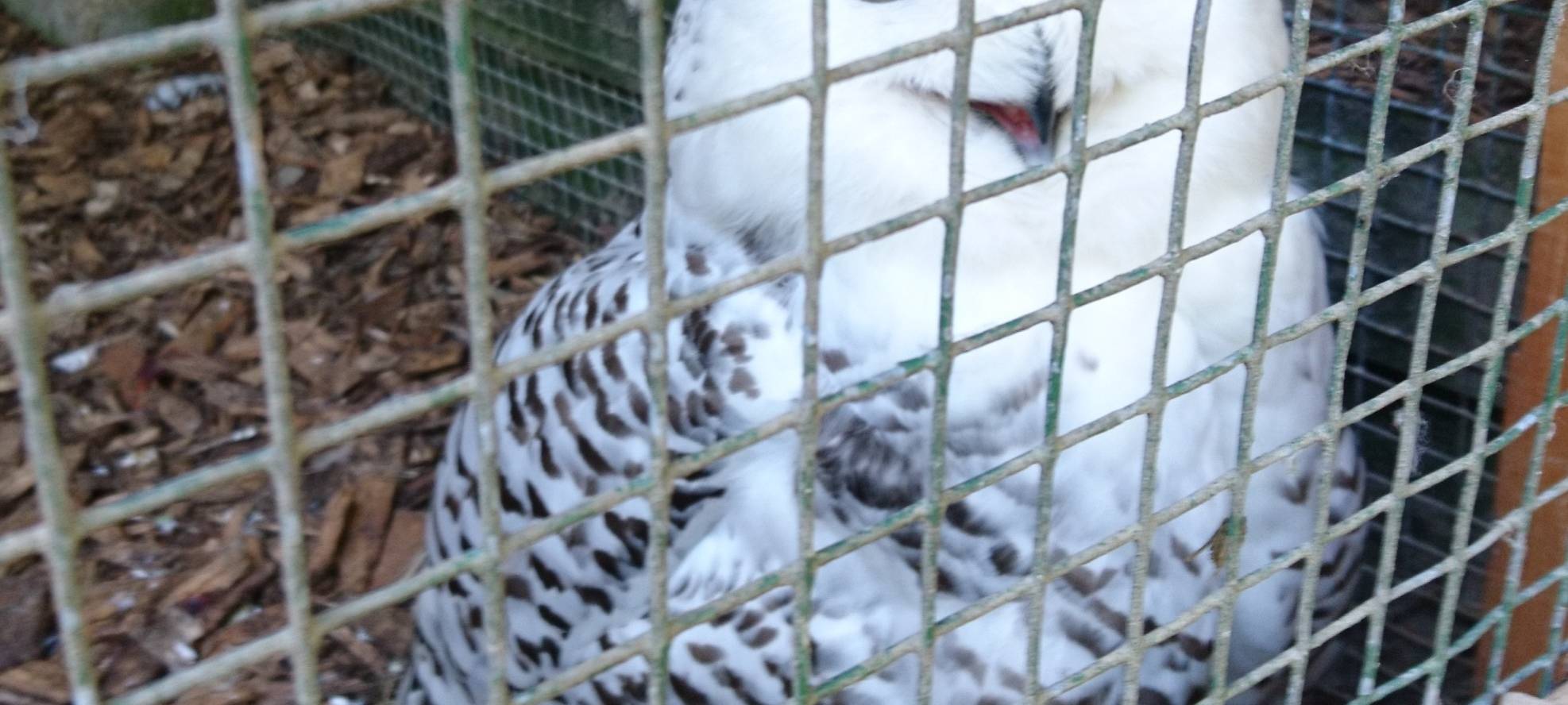 Große Wiedersehensfreude im Affen- und Vogelpark