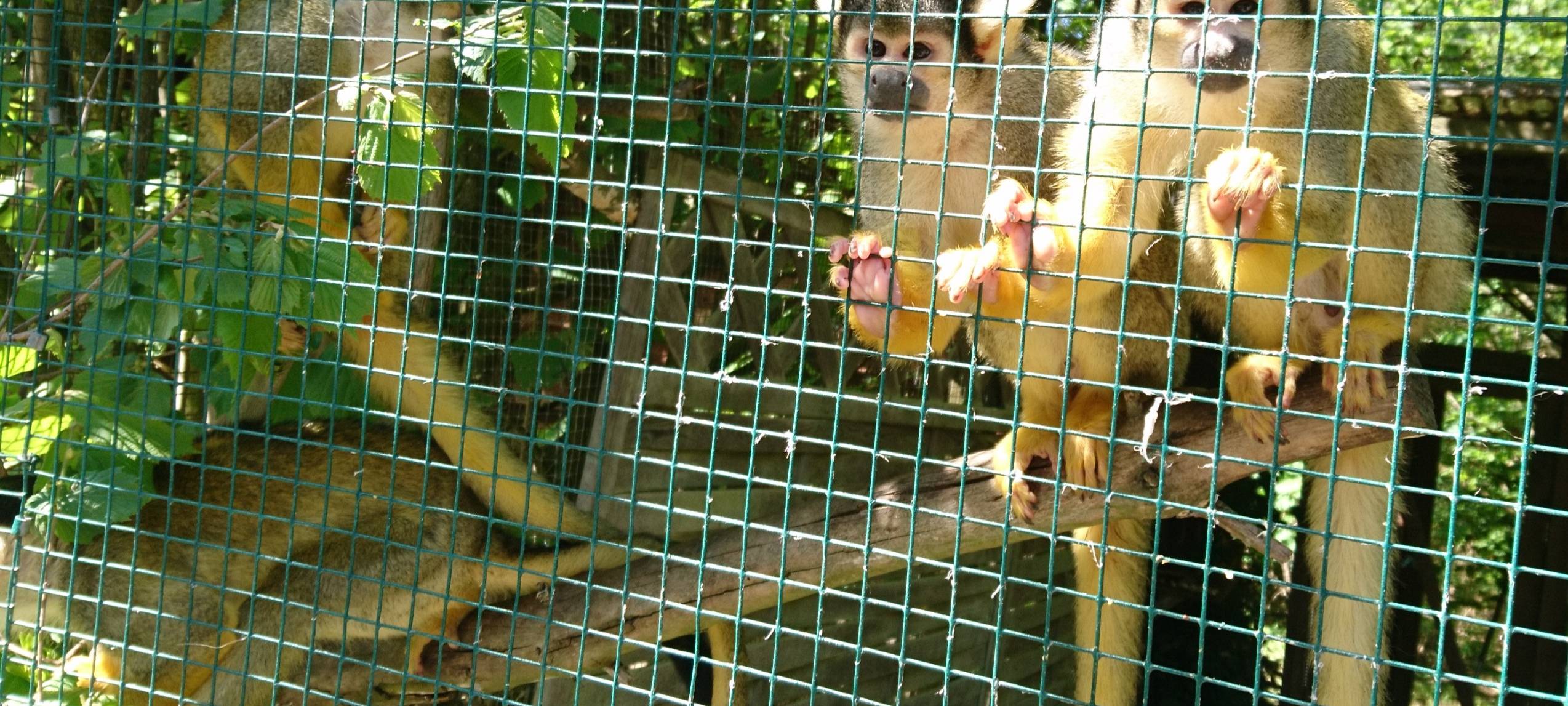 Große Wiedersehensfreude im Affen- und Vogelpark