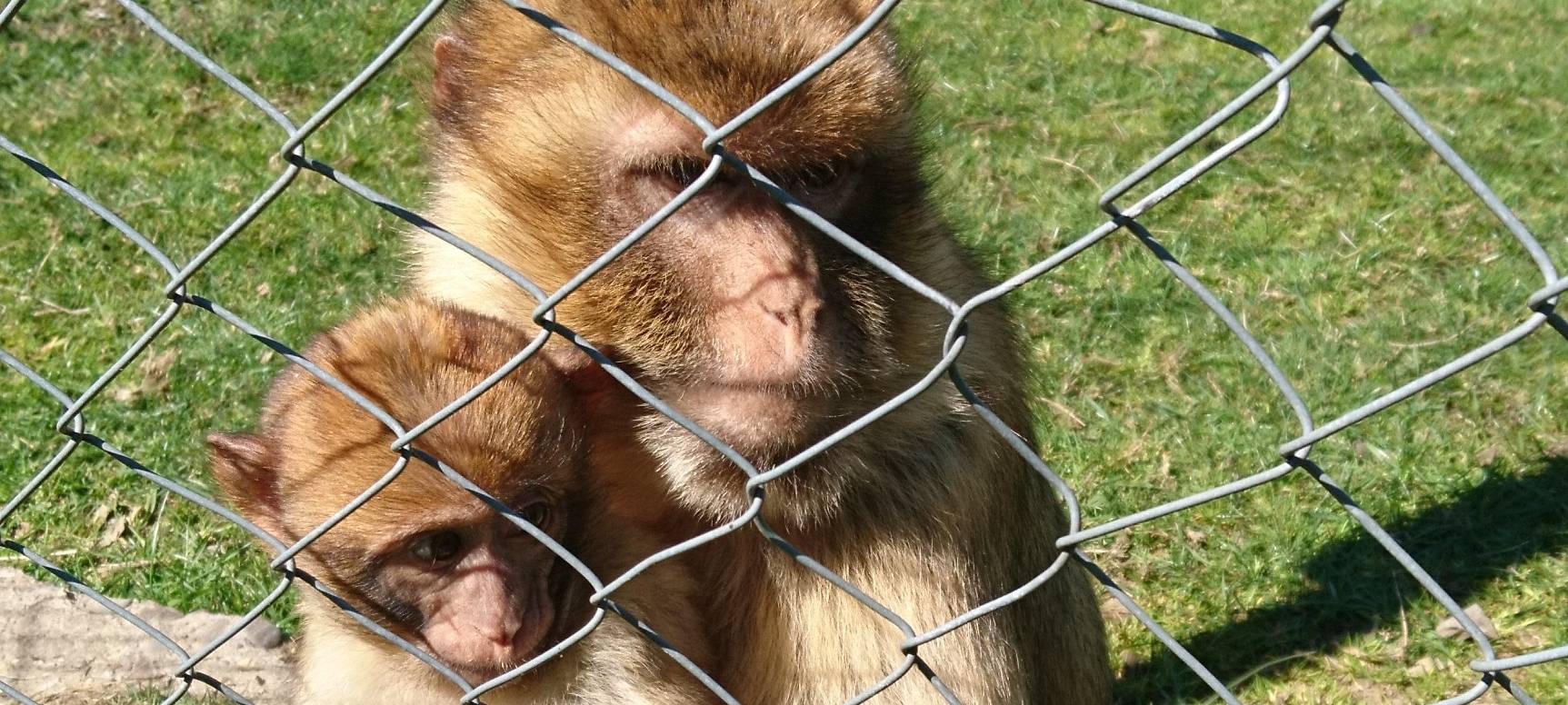 Große Wiedersehensfreude im Affen- und Vogelpark