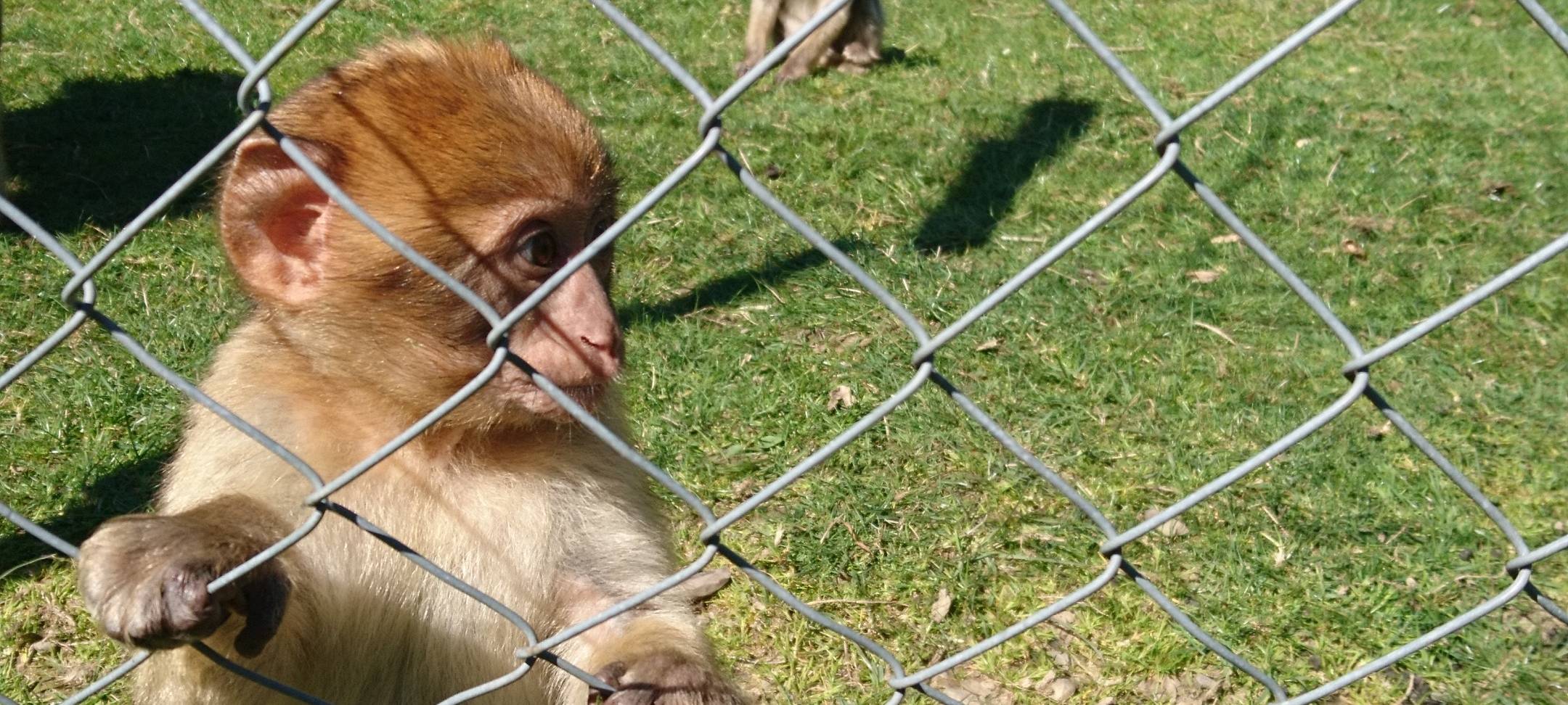 Große Wiedersehensfreude im Affen- und Vogelpark