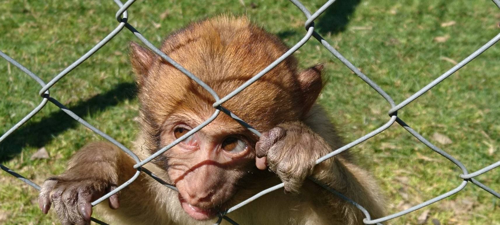 Große Wiedersehensfreude im Affen- und Vogelpark