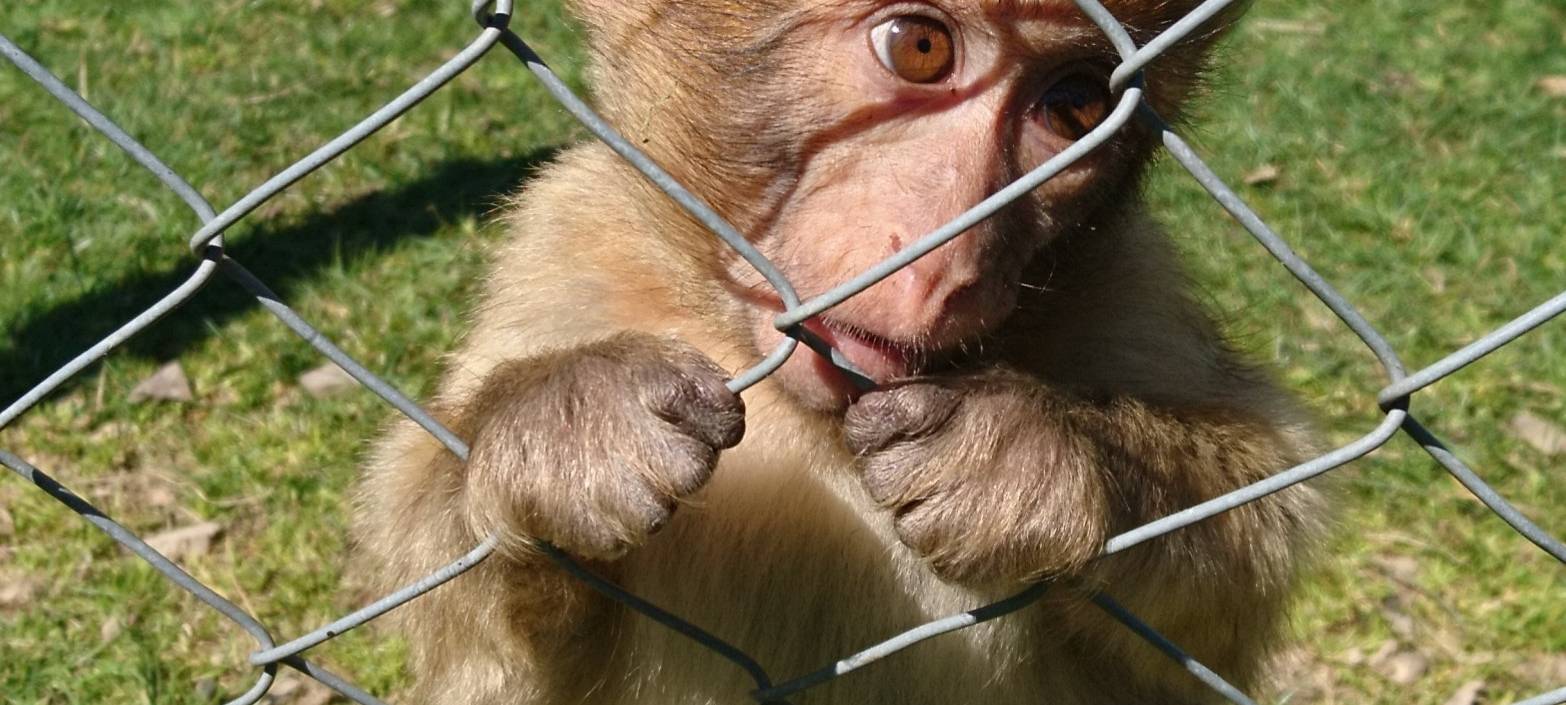 Große Wiedersehensfreude im Affen- und Vogelpark