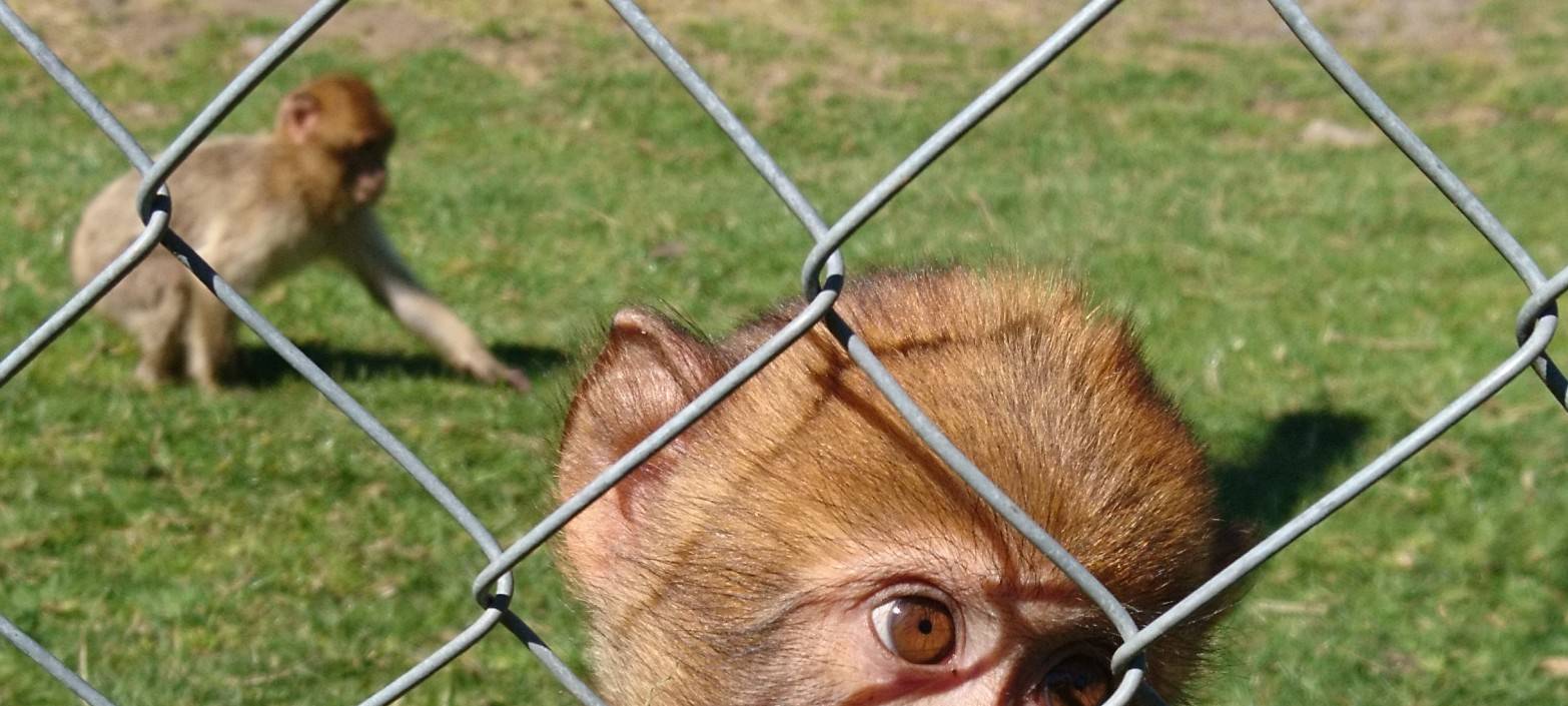 Große Wiedersehensfreude im Affen- und Vogelpark