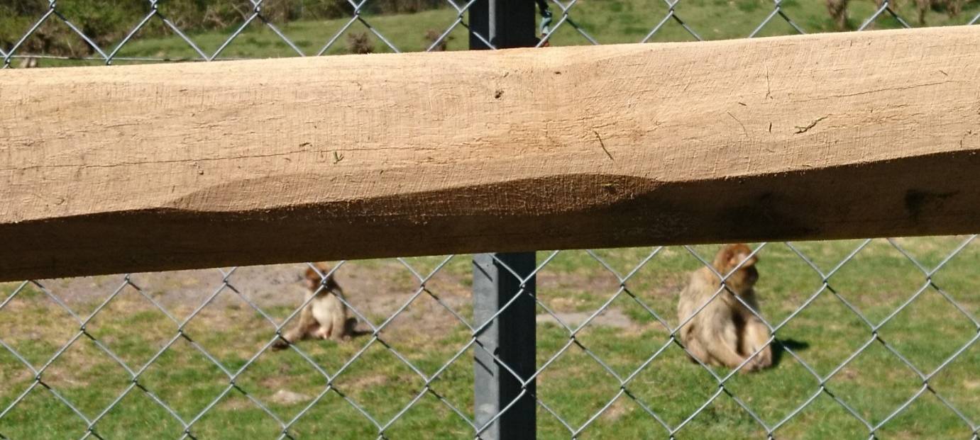 Große Wiedersehensfreude im Affen- und Vogelpark