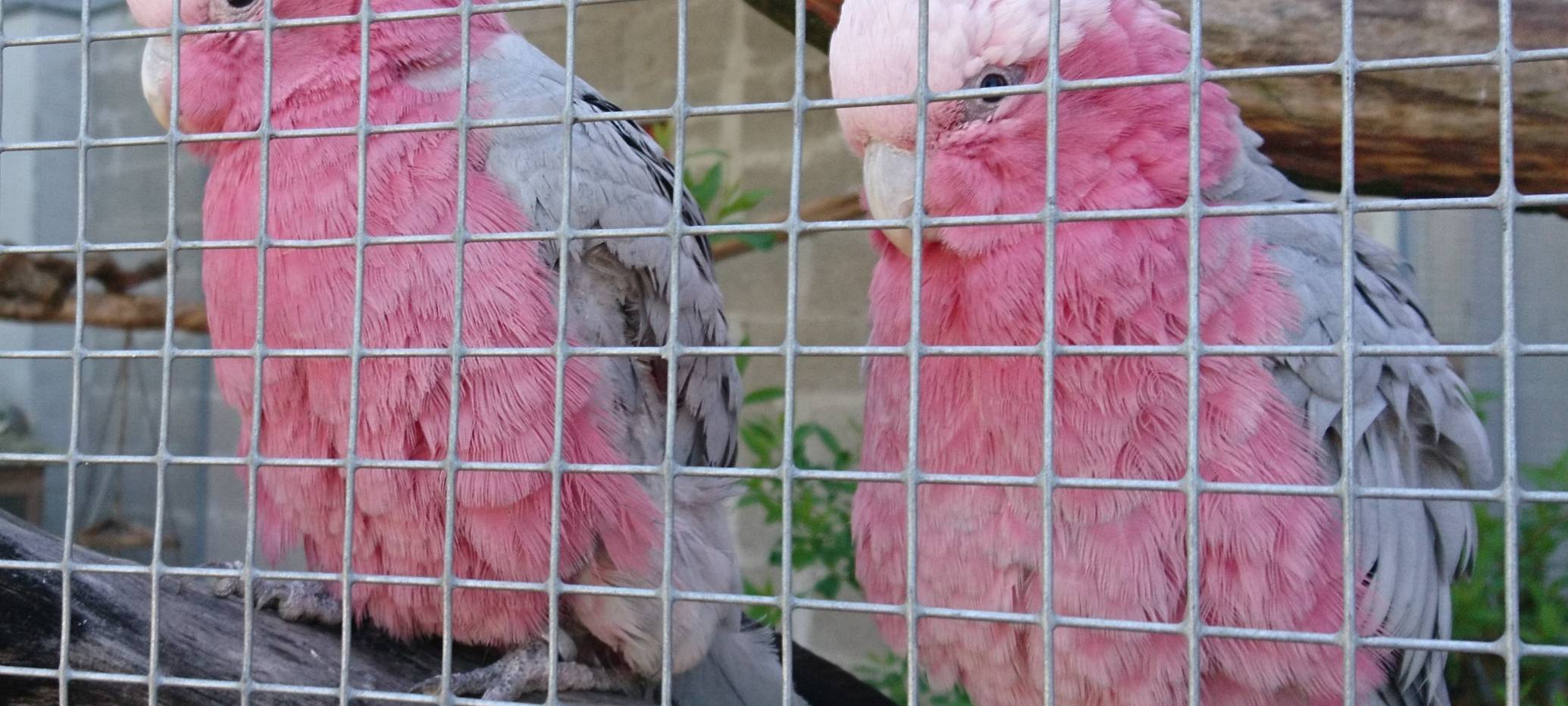 Große Wiedersehensfreude im Affen- und Vogelpark